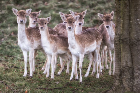 The School Gang - Print